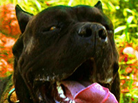 cane corso rustic type